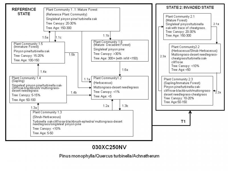 Model diagram