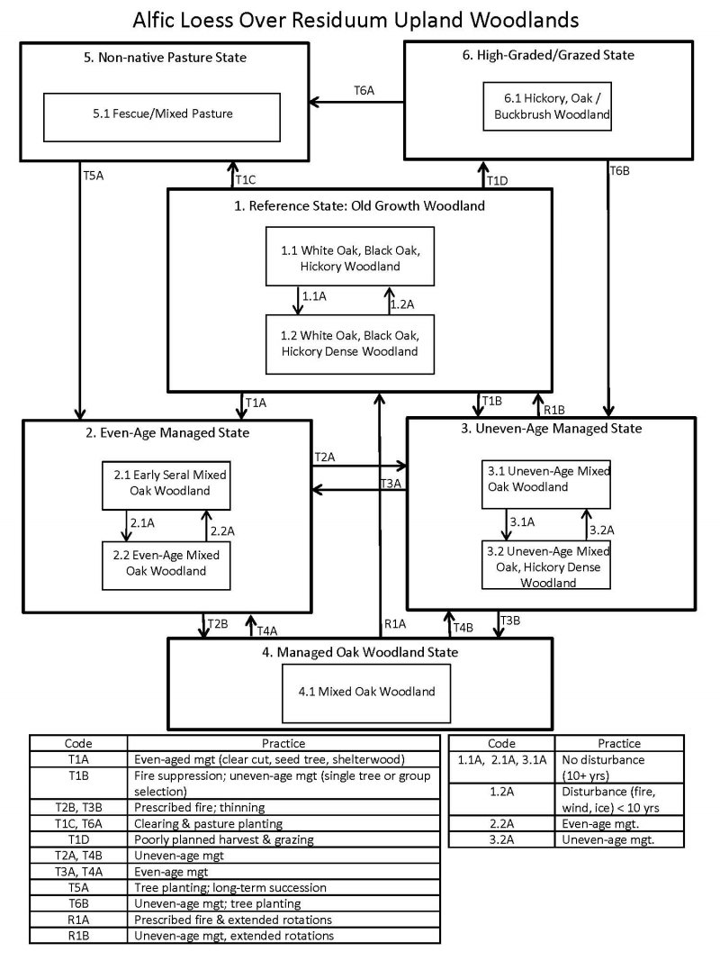 Model diagram