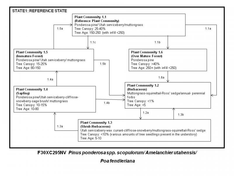 Model diagram