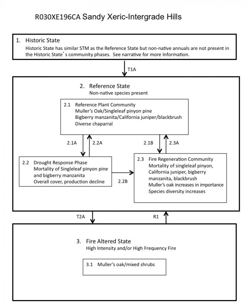 Model diagram