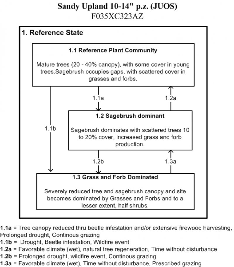 Model diagram