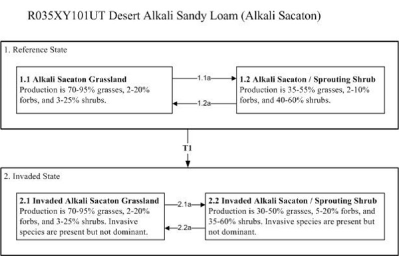 Model diagram