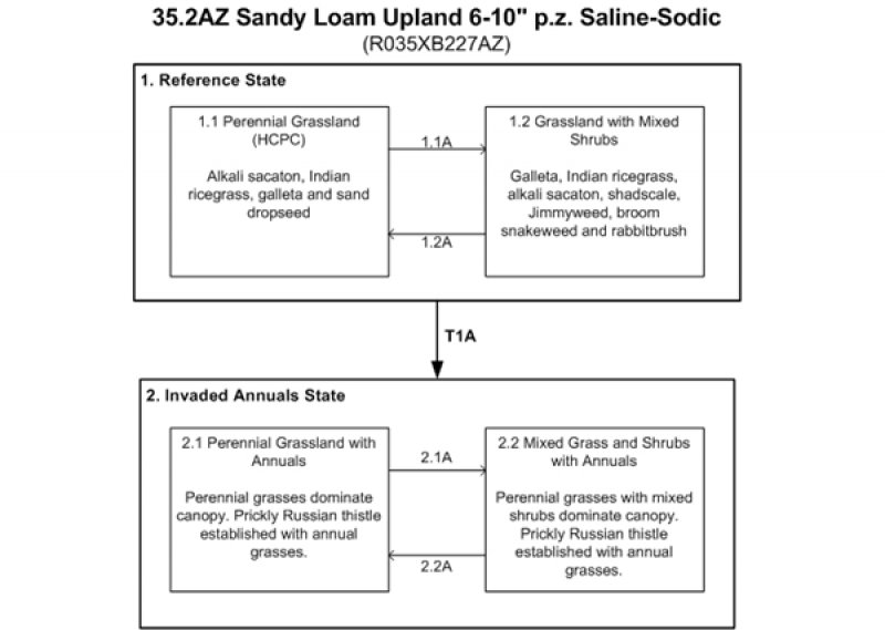 Model diagram