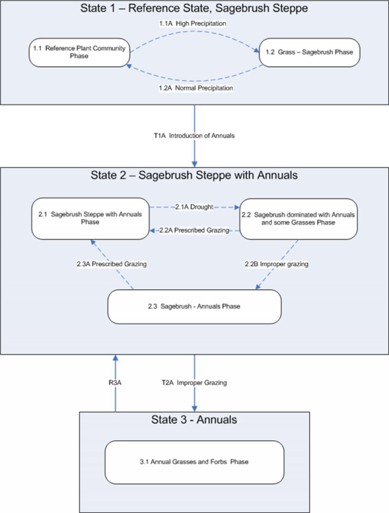 Model diagram