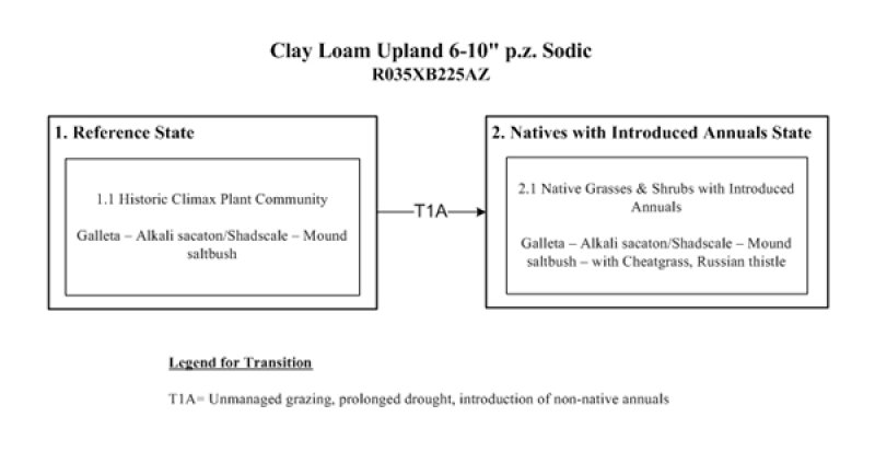 Model diagram
