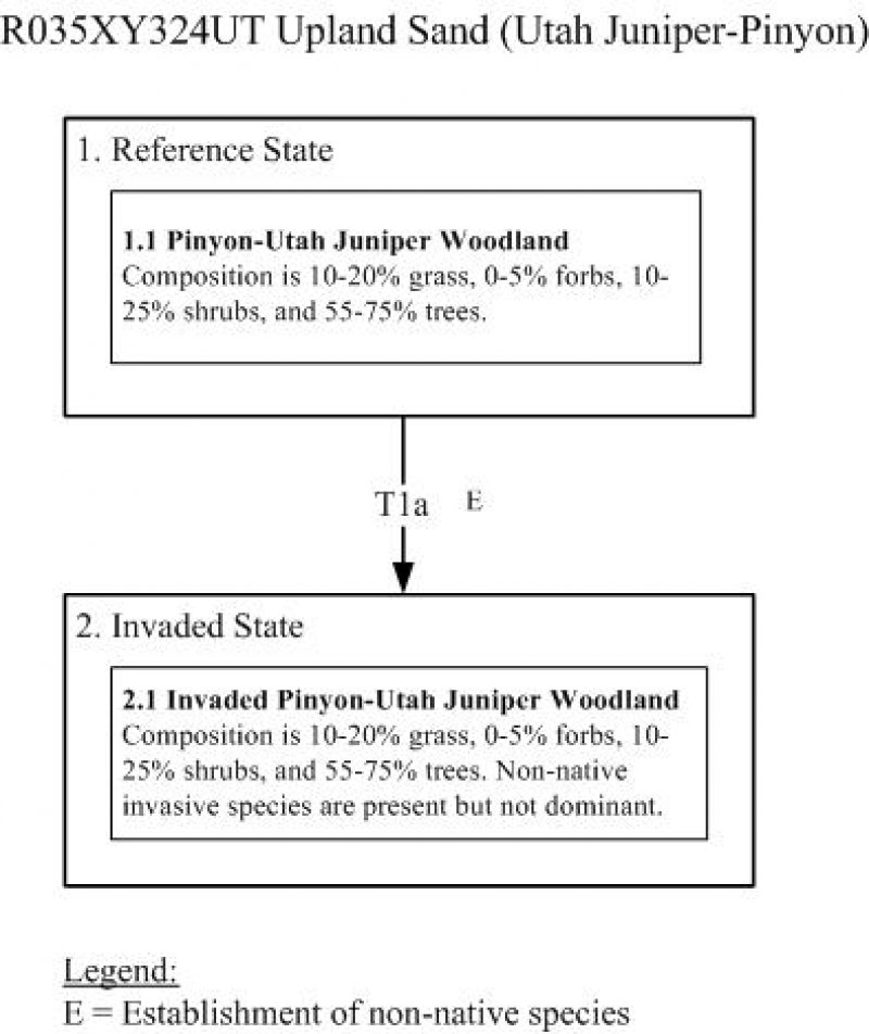 Model diagram
