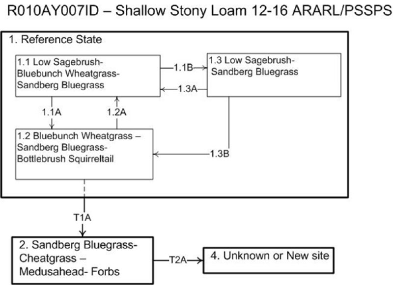 Model diagram