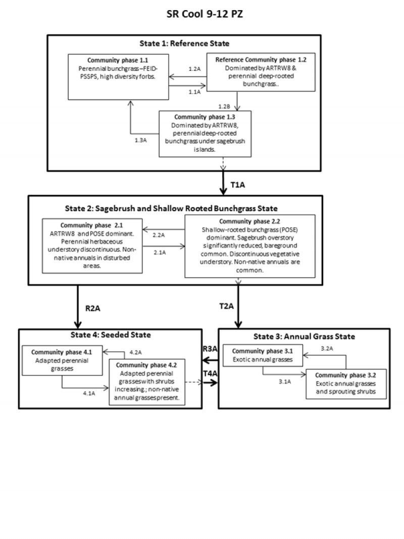 Model diagram
