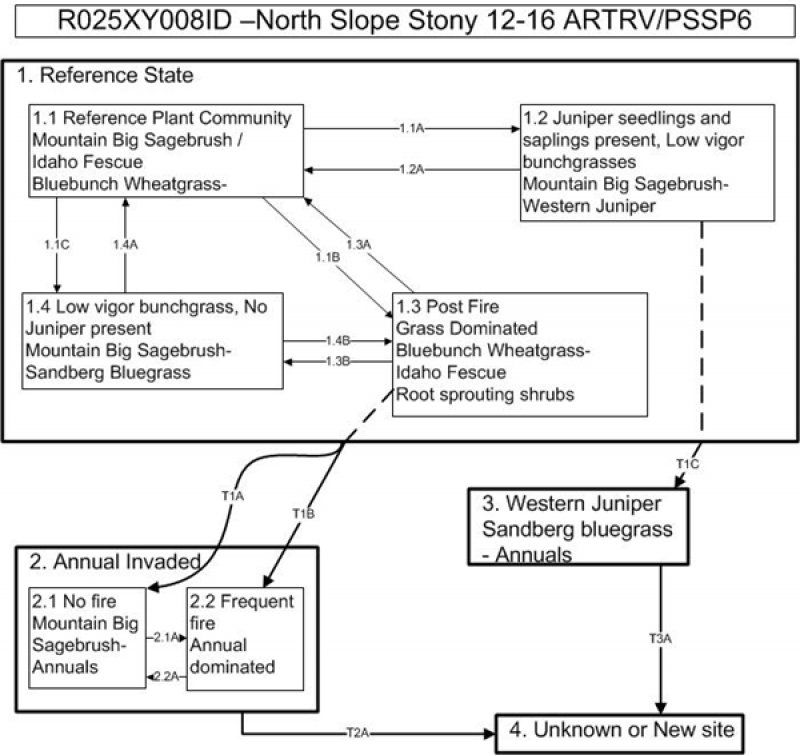 Model diagram