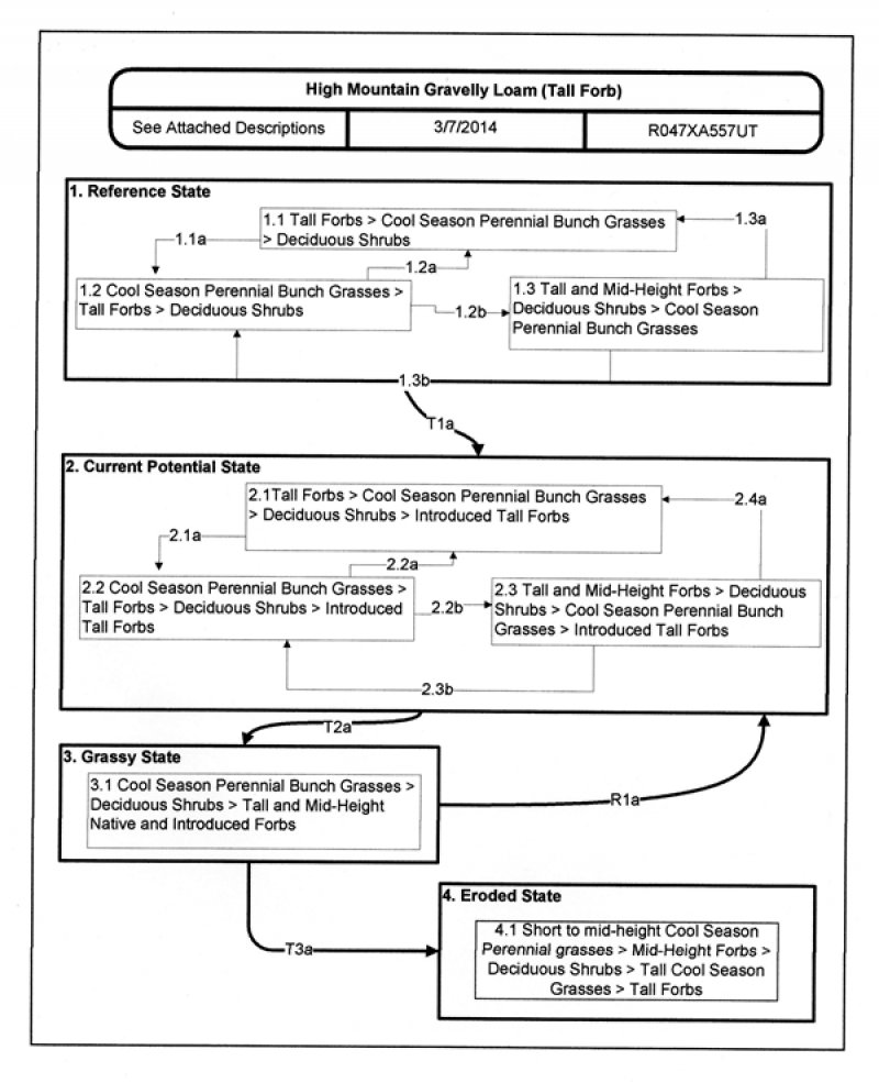 Model diagram
