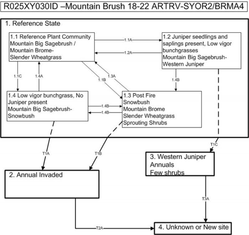 Model diagram