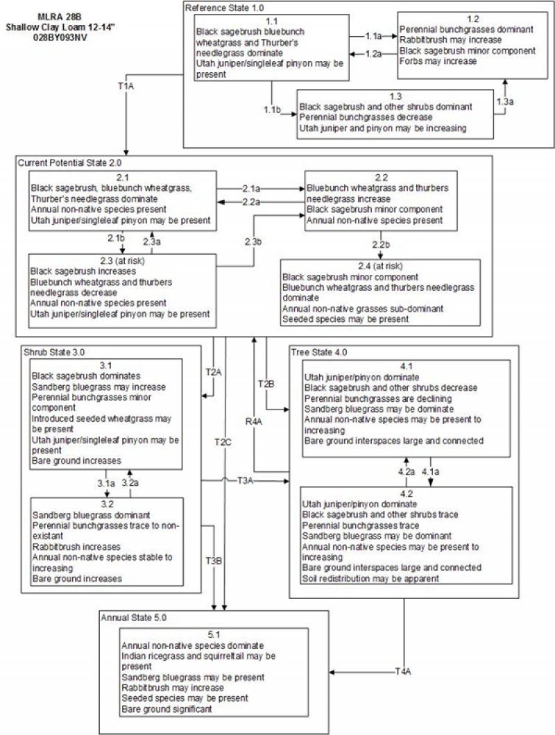 Model diagram