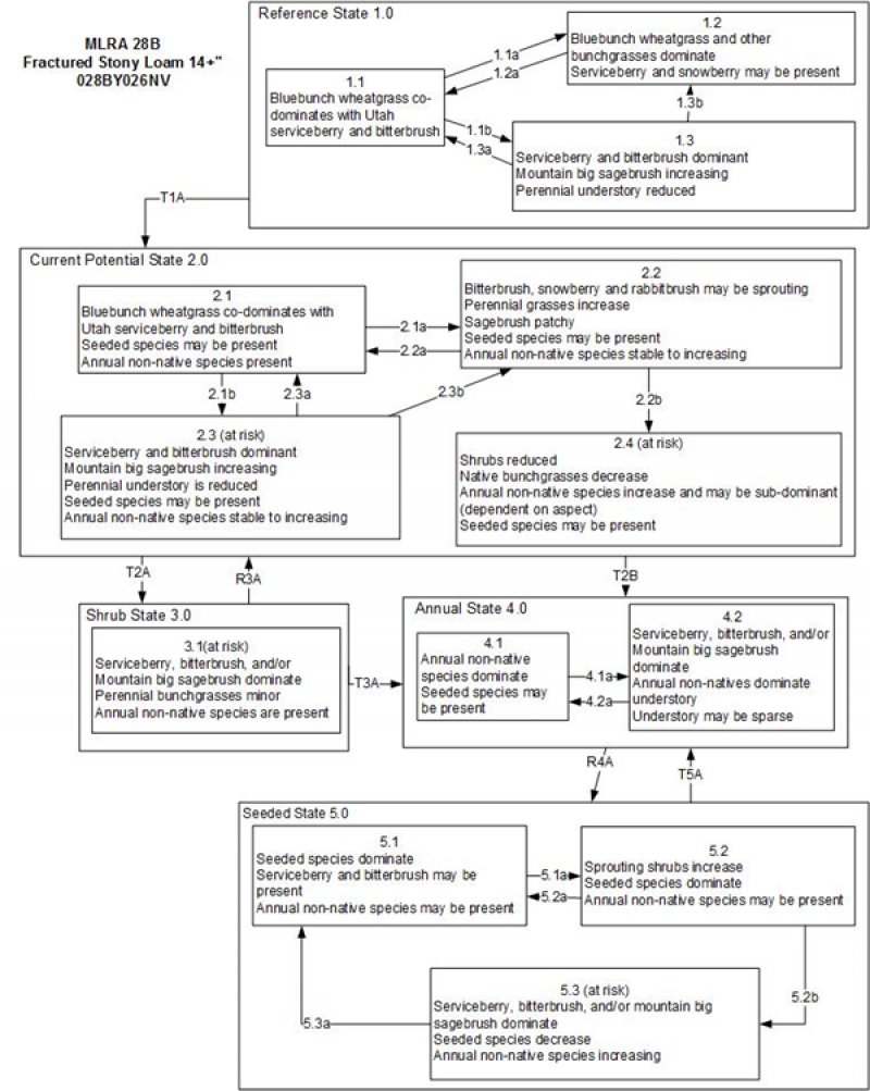 Model diagram