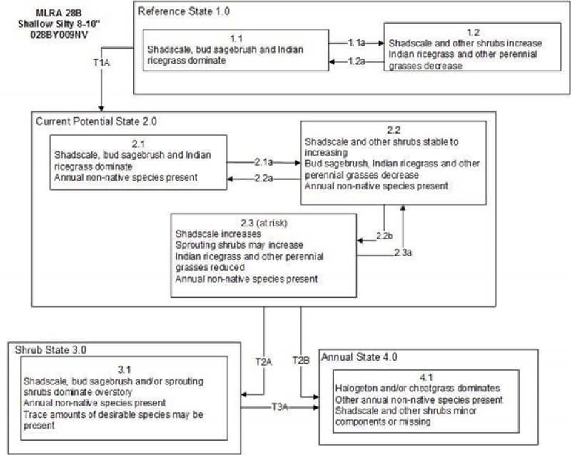 Model diagram