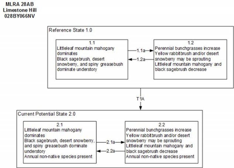 Model diagram