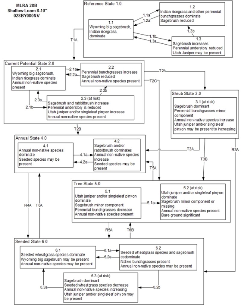 Model diagram