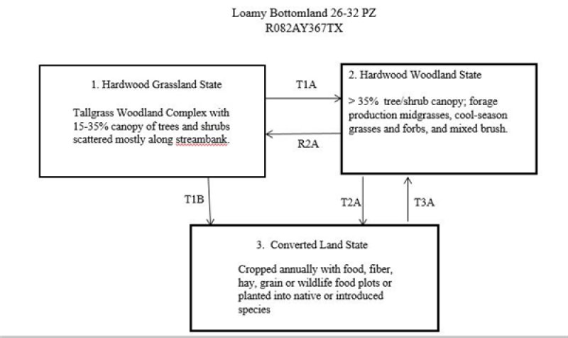Model diagram
