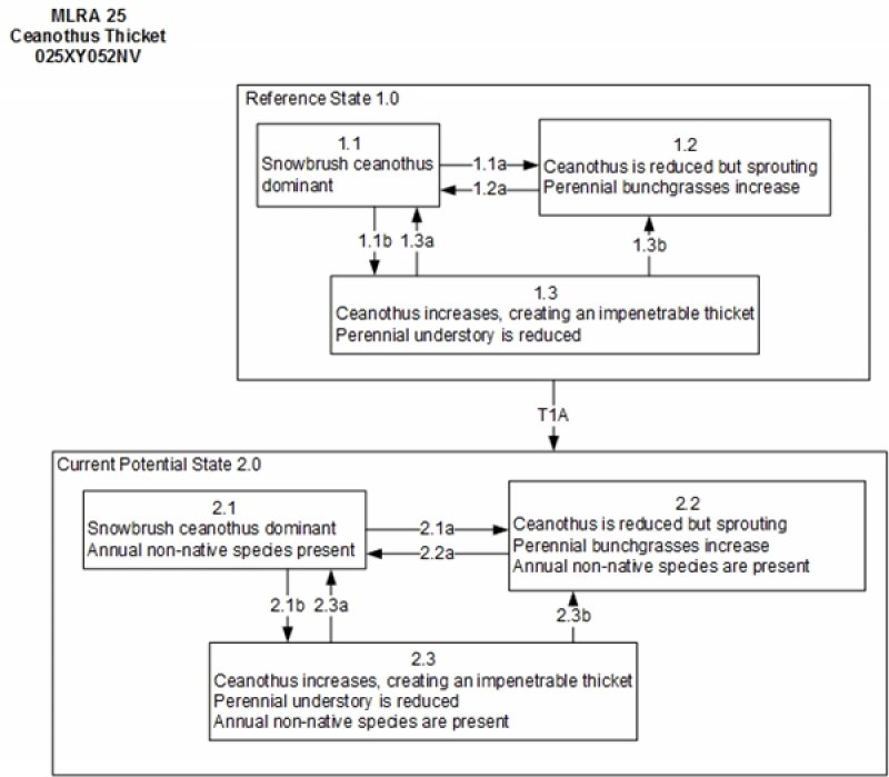 Model diagram