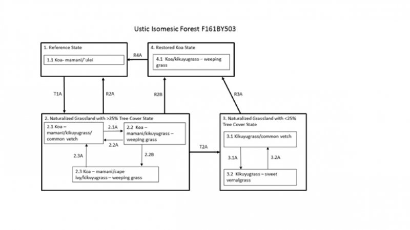 Model diagram