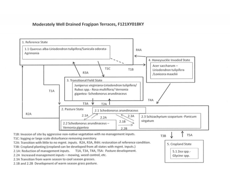 Model diagram