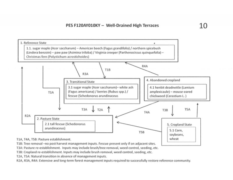 Model diagram