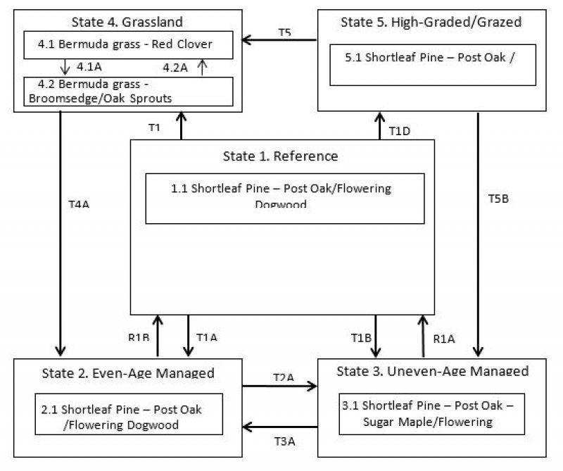 Model diagram