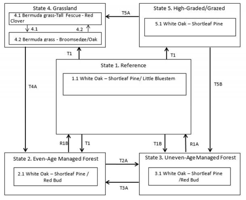 Model diagram