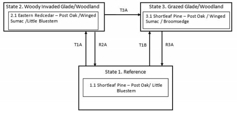 Model diagram