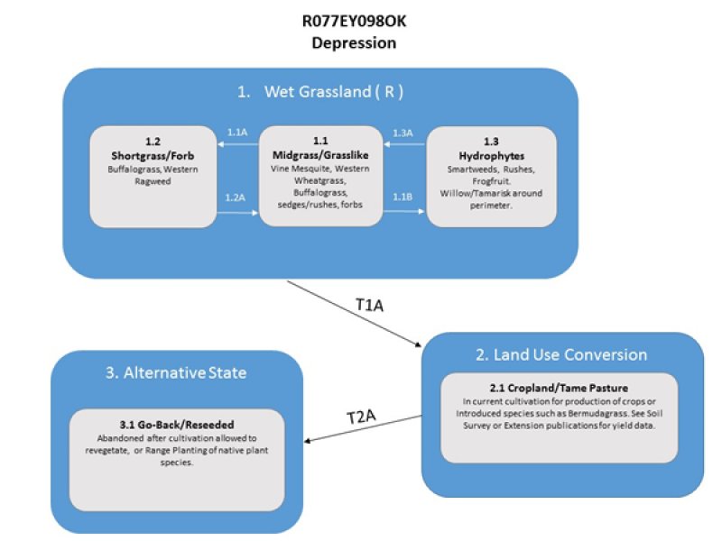 Model diagram