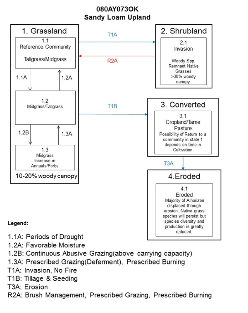 Model diagram