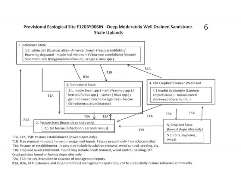 Model diagram
