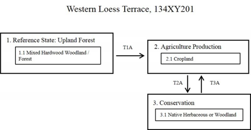 Model diagram
