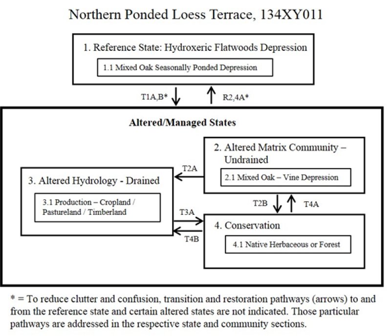 Model diagram
