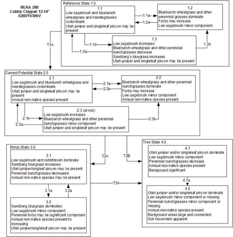 Model diagram