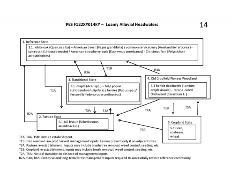 Model diagram