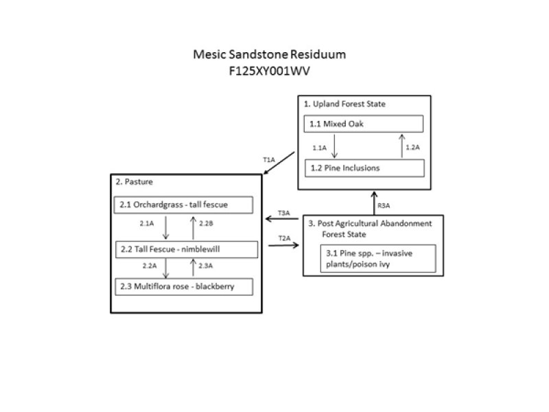 Model diagram