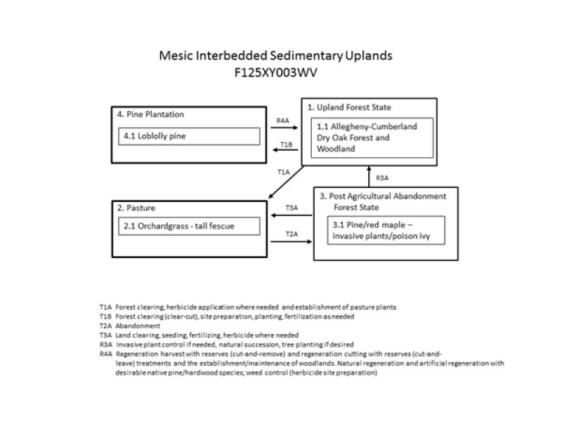Model diagram