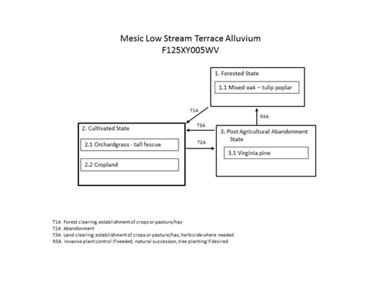 Model diagram