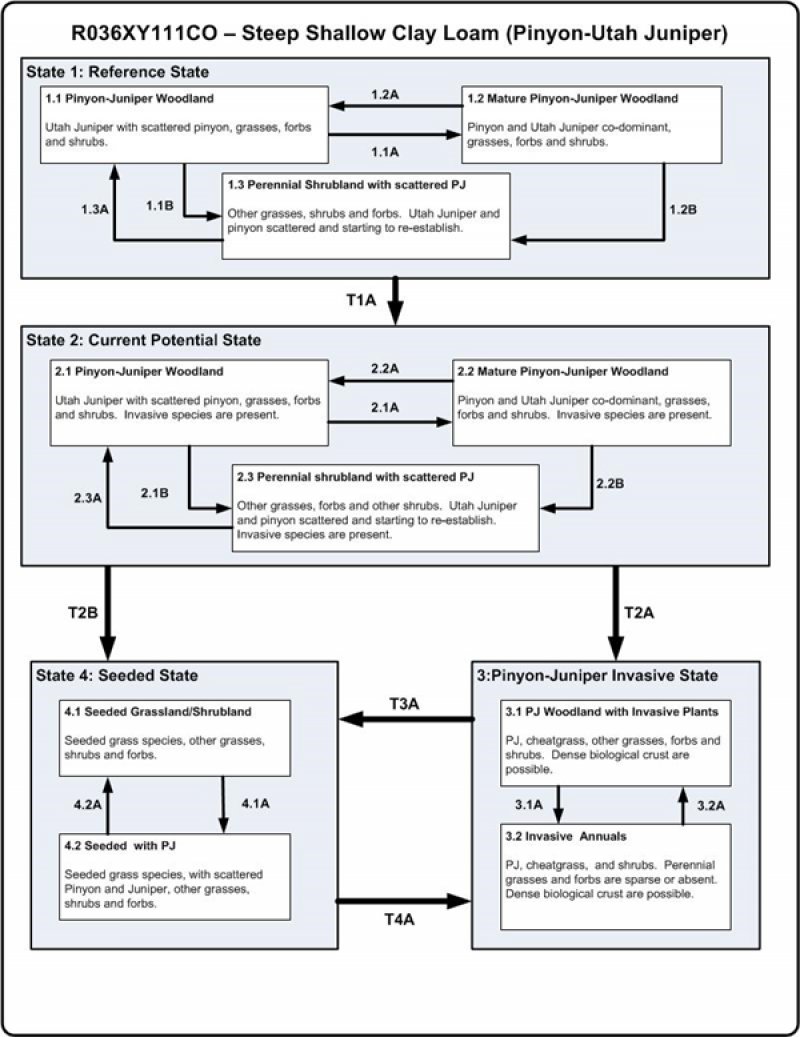 Model diagram