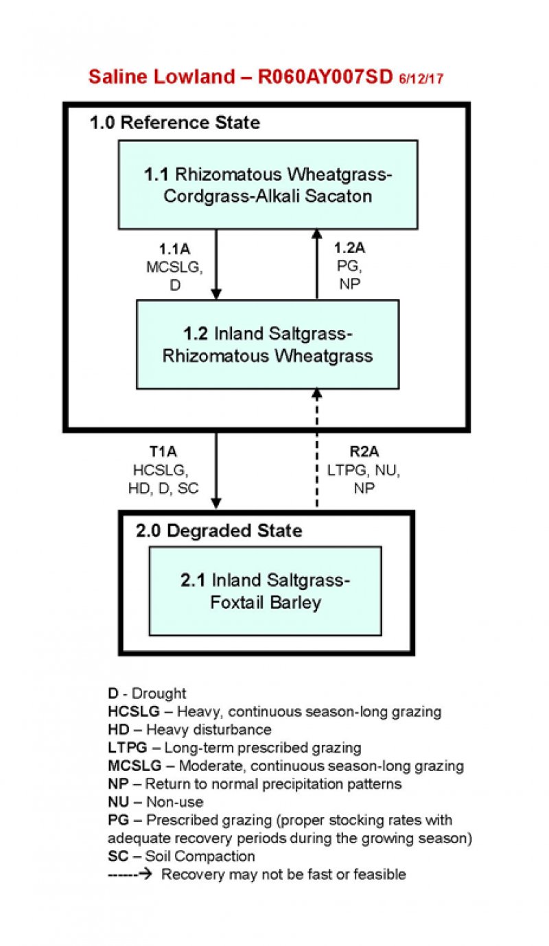 Model diagram