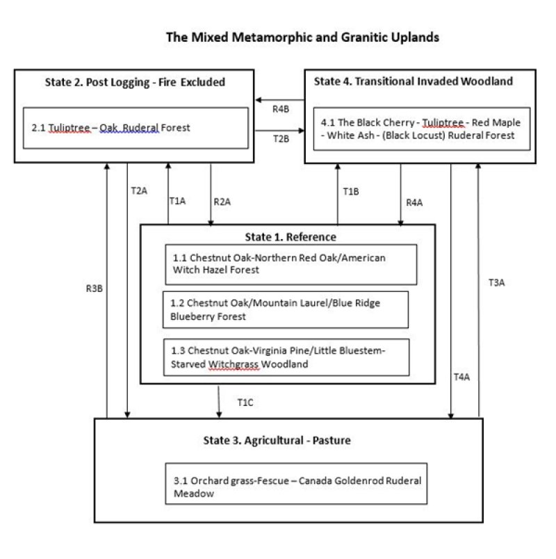 Model diagram