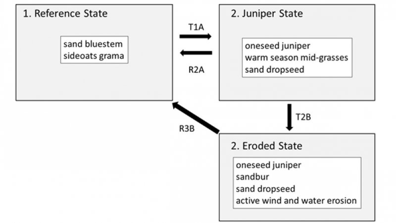Model diagram
