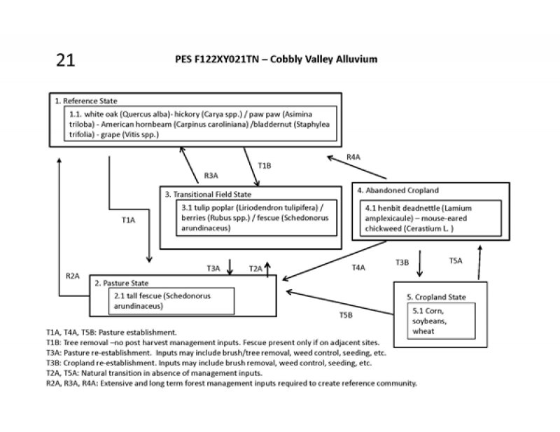 Model diagram