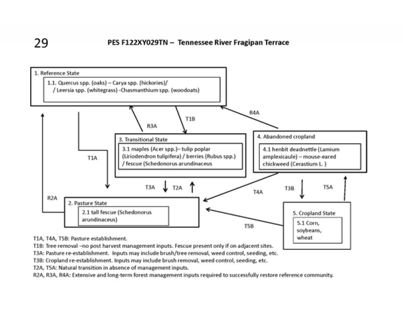 Model diagram