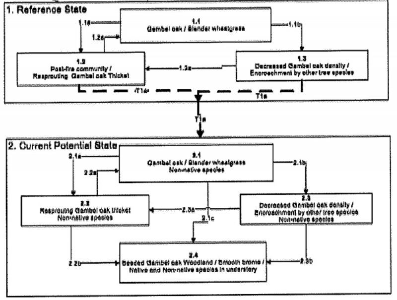 Model diagram