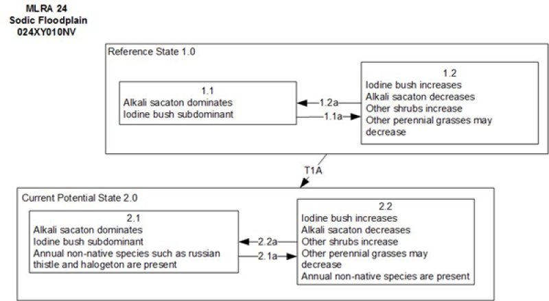 Model diagram