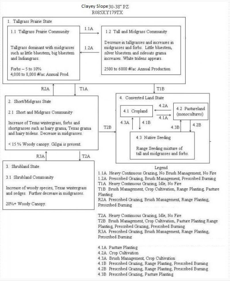 Model diagram