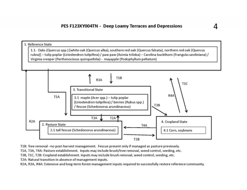 Model diagram