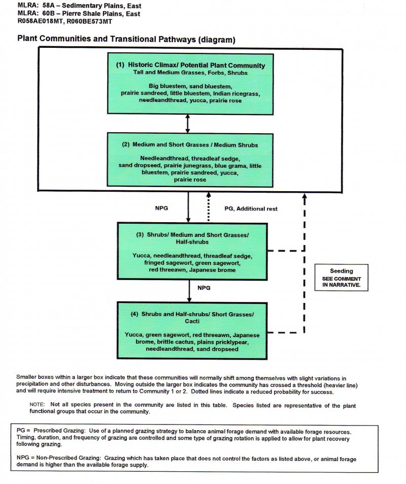 Model diagram