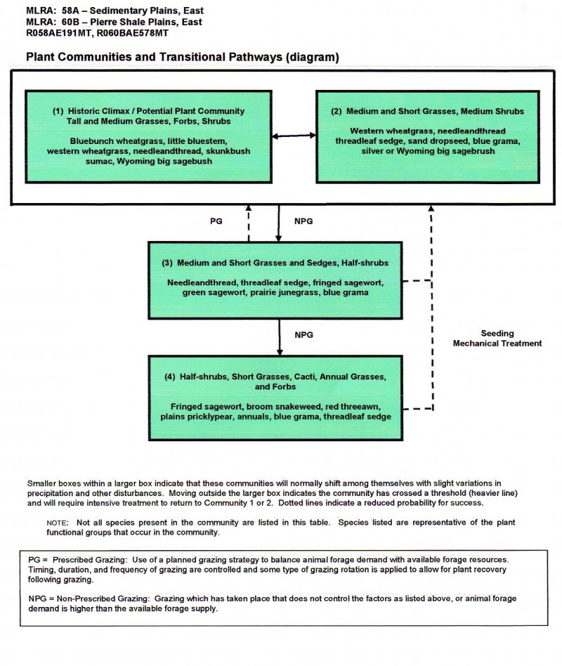 Model diagram